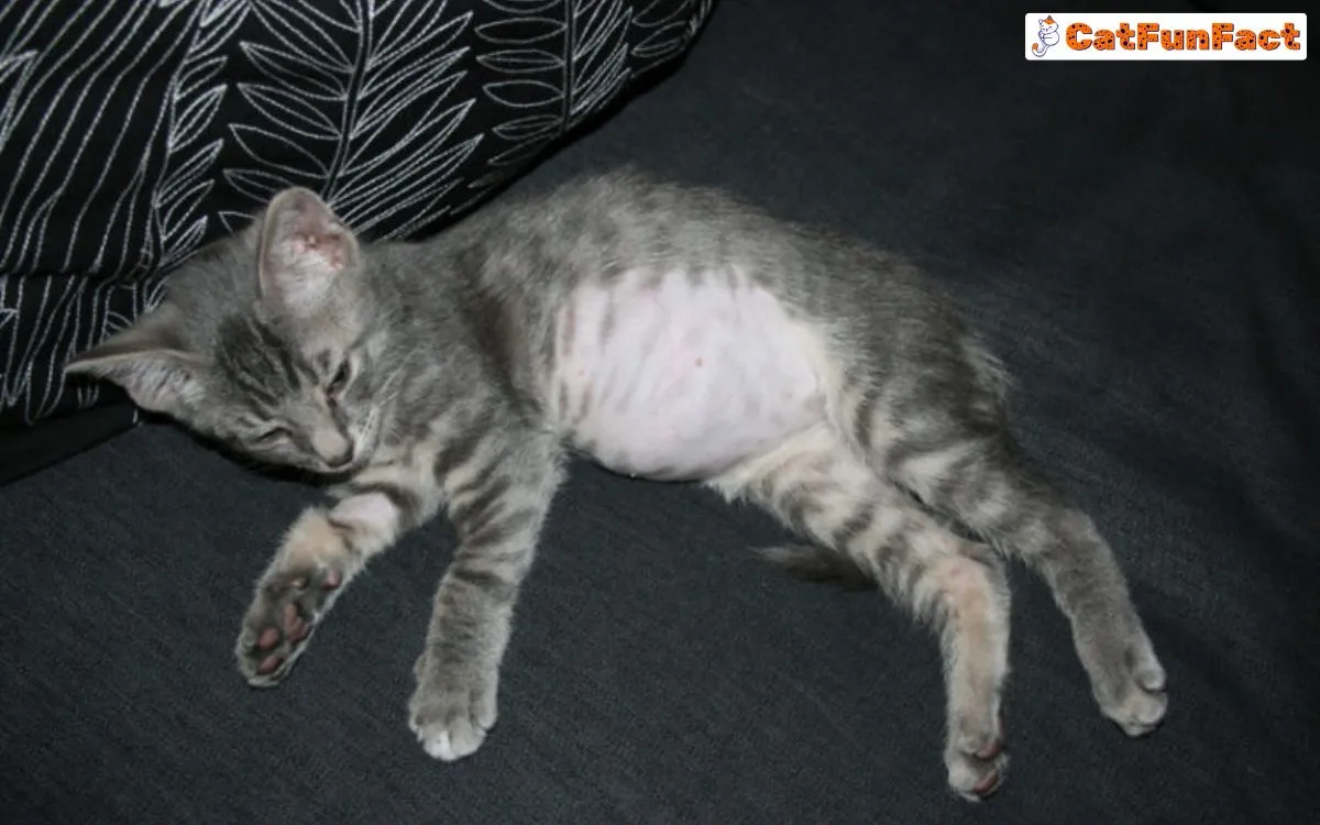 Nguyên nhân mèo bị nổi cục ở bụng